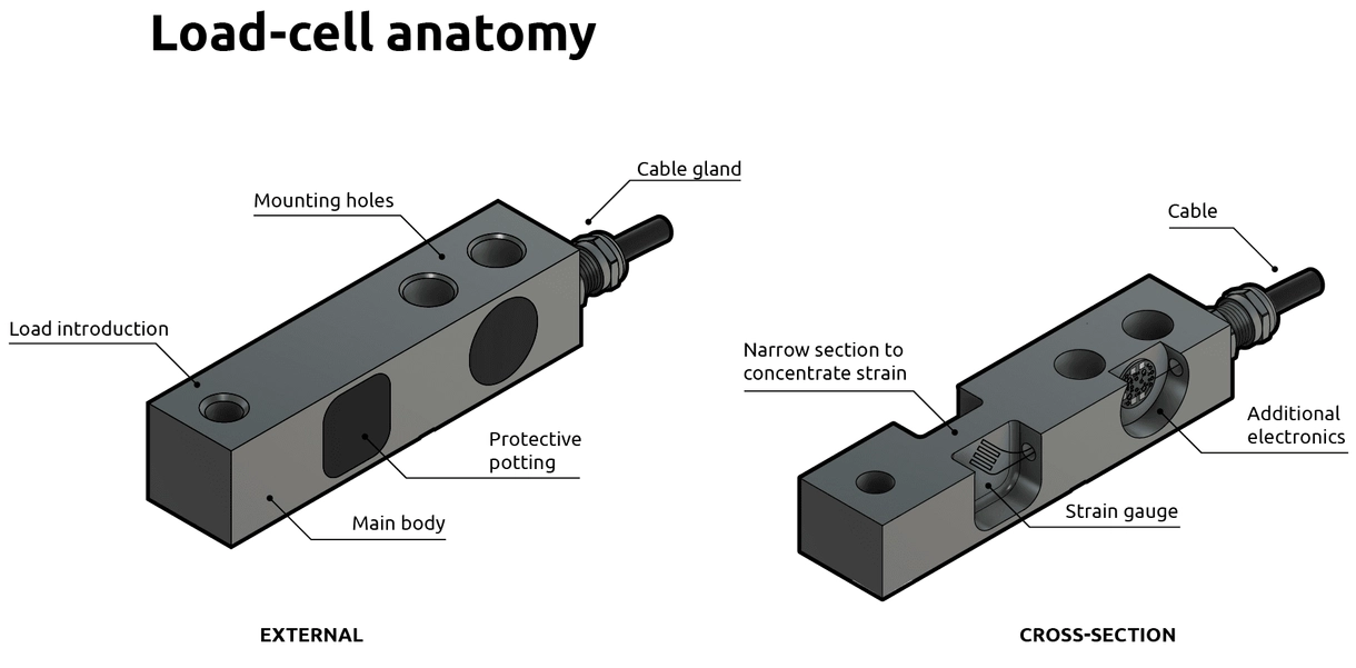 max_content_load_Cell_anatomy_en_d61fa3f58b